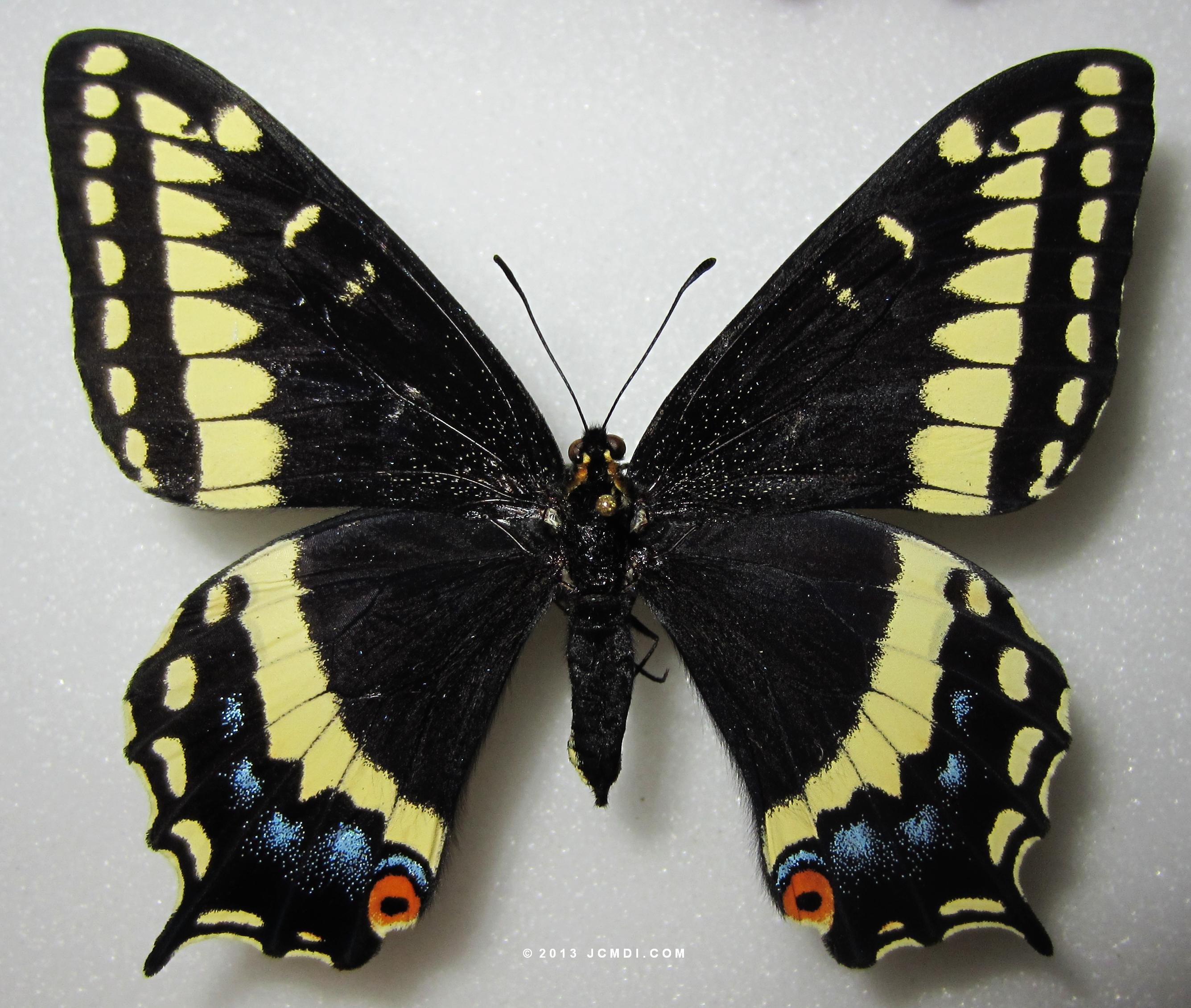 Papilio indra phyllisae
